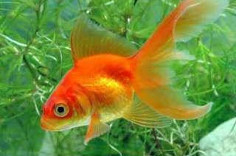 金魚